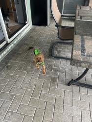 Found/Stray Male Dog last seen The Landings, Pembroke Pines, FL 33028