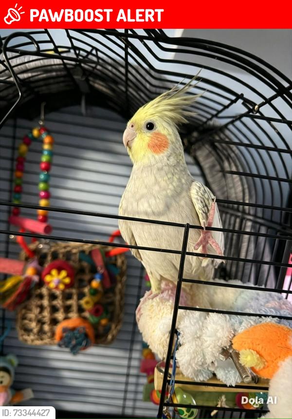 Lost Male Bird last seen Five elms school, Dagenham Essex, Greater London, England 