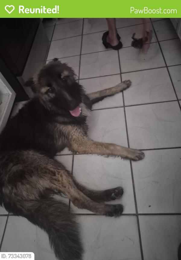 Reunited Male Dog last seen Near Windway cir kissimee fl 34744, Kissimmee, FL 34744