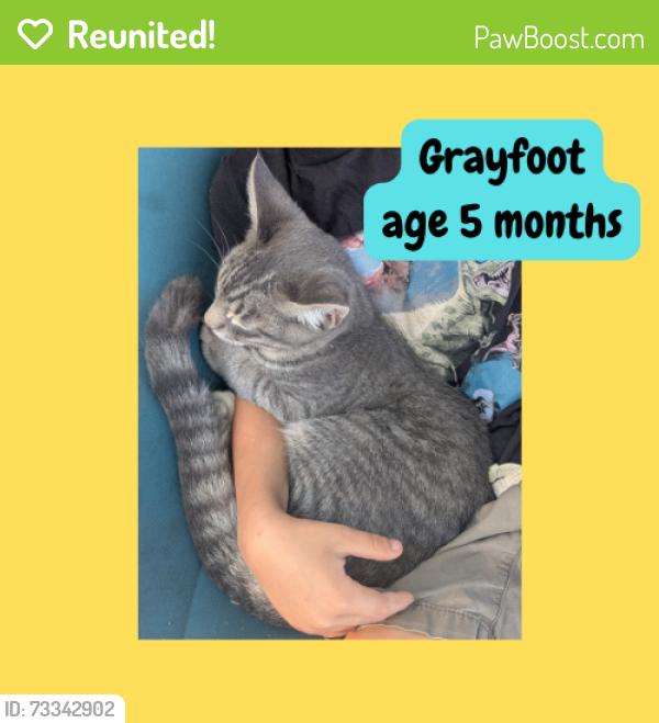 Reunited Male Cat last seen Across the street from Cabin Creek Brewing; @ Georgetown Lake, Georgetown, CO 80444