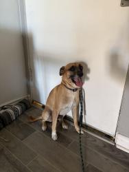 Found/Stray Male Dog last seen Point Loma Blvd and Nimitz Blvd, San Diego, CA 92107