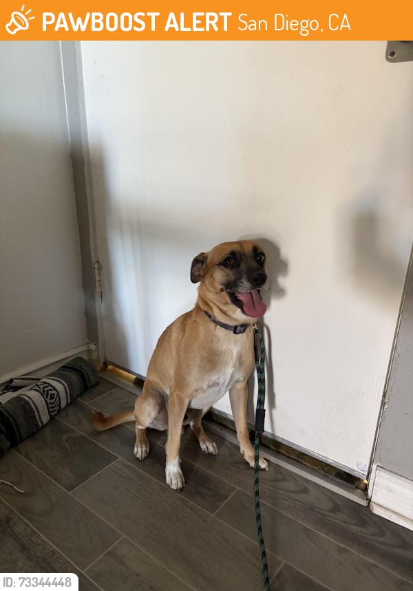 Found/Stray Male Dog last seen Point Loma Blvd and Nimitz Blvd, San Diego, CA 92107