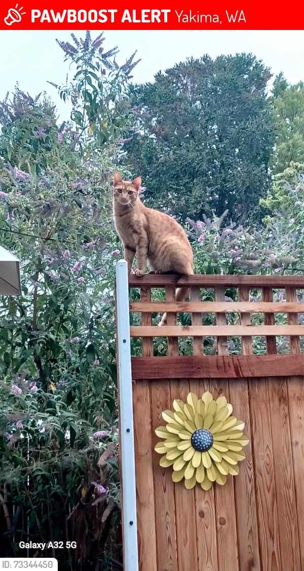 Lost Male Cat last seen South 19th and Bonnie dune, Yakima, WA 98902