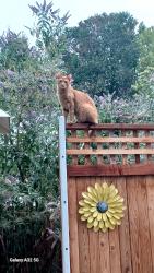 Lost Male Cat last seen South 19th and Bonnie dune, Yakima, WA 98902