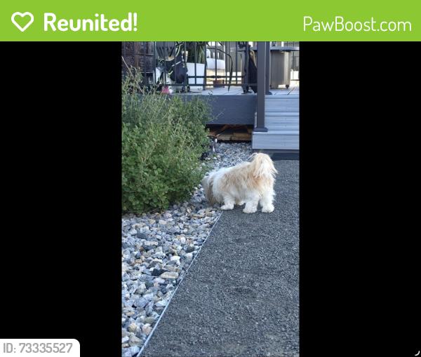 Reunited Female Dog last seen Wolf Valley and Timble Creek on Wolf Ranch Neighborhood, Colorado Springs, CO 80924