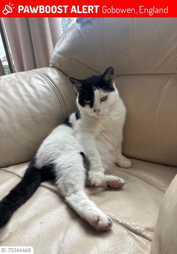 Lost Male Cat last seen Near Gobowen Library, Gobowen, England 