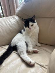 Lost Male Cat last seen Near Gobowen Library, Gobowen, England 