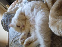 Reunited Male Cat last seen 32nd and Youngfield, Wheat Ridge, CO 80215