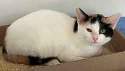 Shelter Stray Female Cat last seen Near Lee Avenue, STATEN ISLAND, NY, 10307, 3139 Veterans Rd W, Staten Island, NY 10309, USA