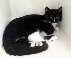 Shelter Stray Female Cat last seen Near Hampton Place, STATEN ISLAND, NY, 10309, 3139 Veterans Rd W, Staten Island, NY 10309, USA