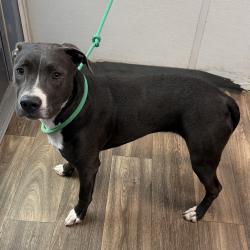 Shelter Stray Female Dog last seen Near S 39th Street, San Diego, CA, 92113, 5500 Gaines St, San Diego, CA 92110, USA
