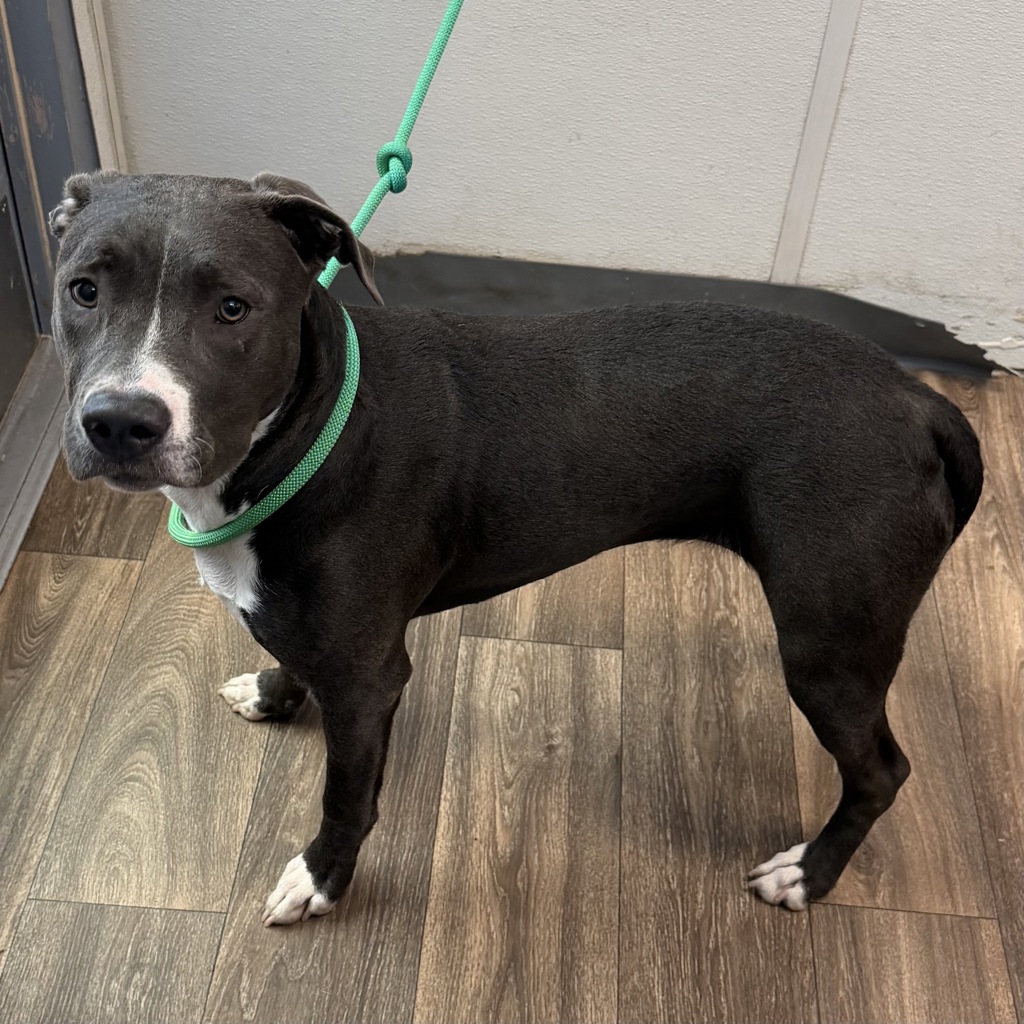 Shelter Stray Female Dog last seen Near S 39th Street, San Diego, CA, 92113, 5500 Gaines St, San Diego, CA 92110, USA