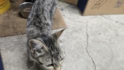 Found/Stray Male Cat last seen Hwy 17, Redwood Estates, Los Gatos, Lexington Hills, CA 95033