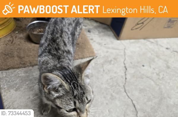 Found/Stray Male Cat last seen Hwy 17, Redwood Estates, Los Gatos, Lexington Hills, CA 95033