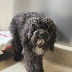 Shelter Stray Male Dog last seen Near Skyline Boulevard, OAKLAND, CA, 94619, 8323 Baldwin St, Oakland, CA 94621, USA