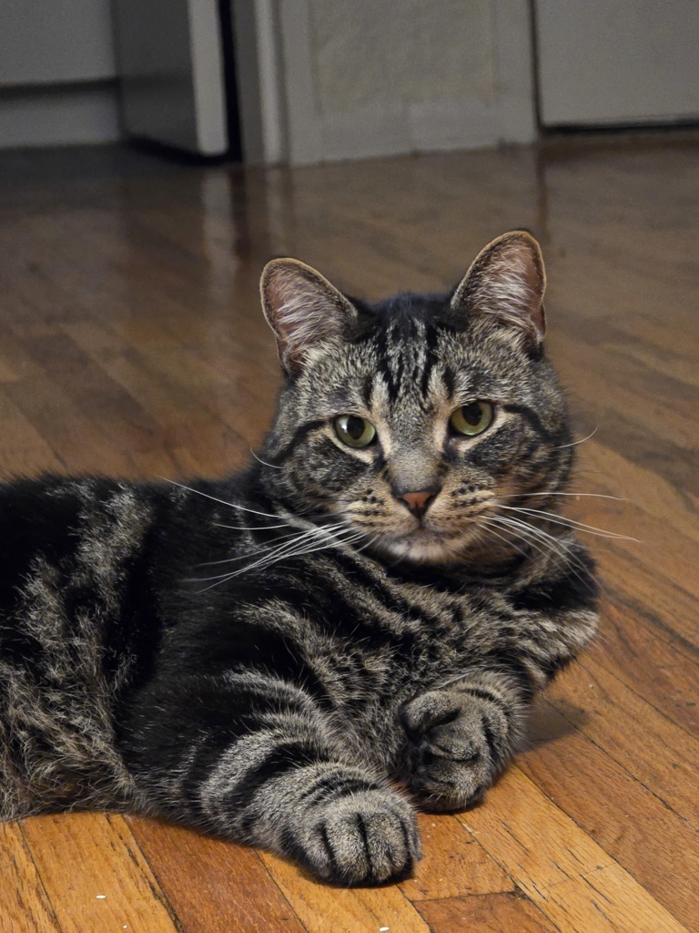 Shelter Stray Male Cat last seen Outside of ACC, NEW YORK, NY, 10029, 326 E 110th St, New York, NY 10029, USA