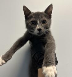 Shelter Stray Female Cat last seen Near Gaines Street, San Diego, CA, 92110, 5500 Gaines St, San Diego, CA 92110, USA