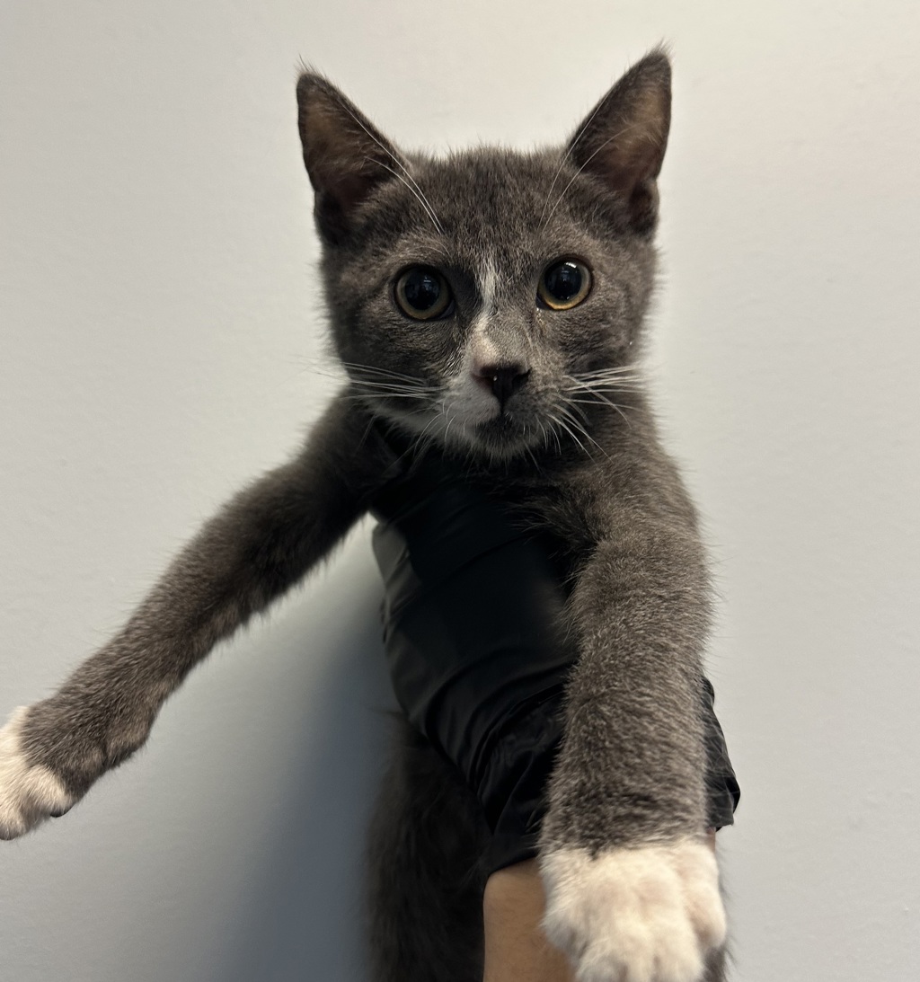 Shelter Stray Female Cat last seen Near Gaines Street, San Diego, CA, 92110, 5500 Gaines St, San Diego, CA 92110, USA
