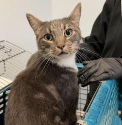 Shelter Stray Male Cat last seen Donahue Street, San Diego, CA, 92110, 5500 Gaines St, San Diego, CA 92110, USA