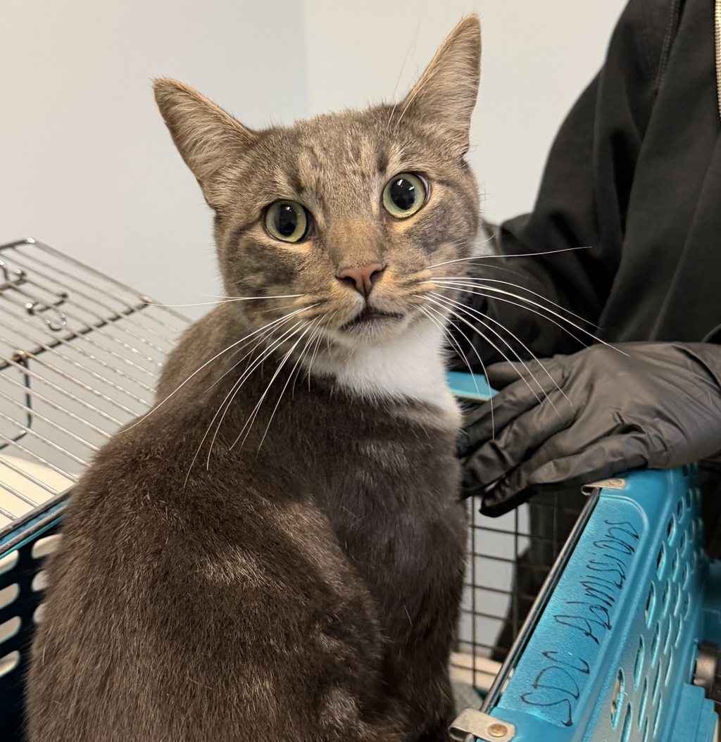 Shelter Stray Male Cat last seen Donahue Street, San Diego, CA, 92110, 5500 Gaines St, San Diego, CA 92110, USA