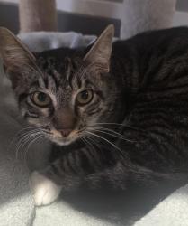 Shelter Stray Male Cat last seen Near Outer Road, San Diego, CA, 92154, 5500 Gaines St, San Diego, CA 92110, USA