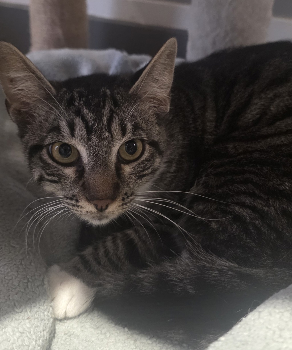 Shelter Stray Male Cat last seen Near Outer Road, San Diego, CA, 92154, 5500 Gaines St, San Diego, CA 92110, USA