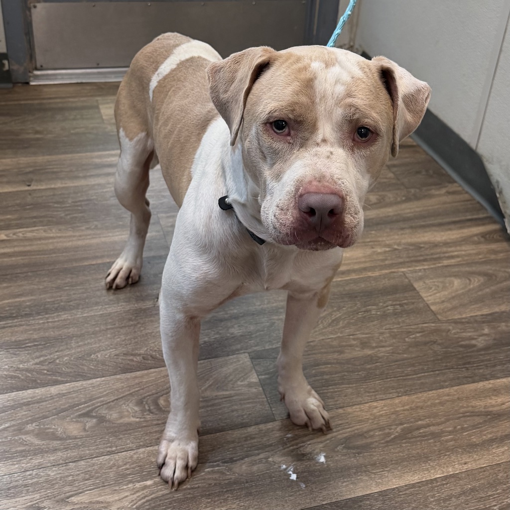 Shelter Stray Male Dog last seen Near S 39th Street, San Diego, CA, 92113, 5500 Gaines St, San Diego, CA 92110, USA