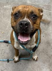 Shelter Stray Male Dog last seen Crestline & 2nd Avenue, SPOKANE, WA, 99202, 6815 E Trent Ave, Spokane, WA 99212, USA