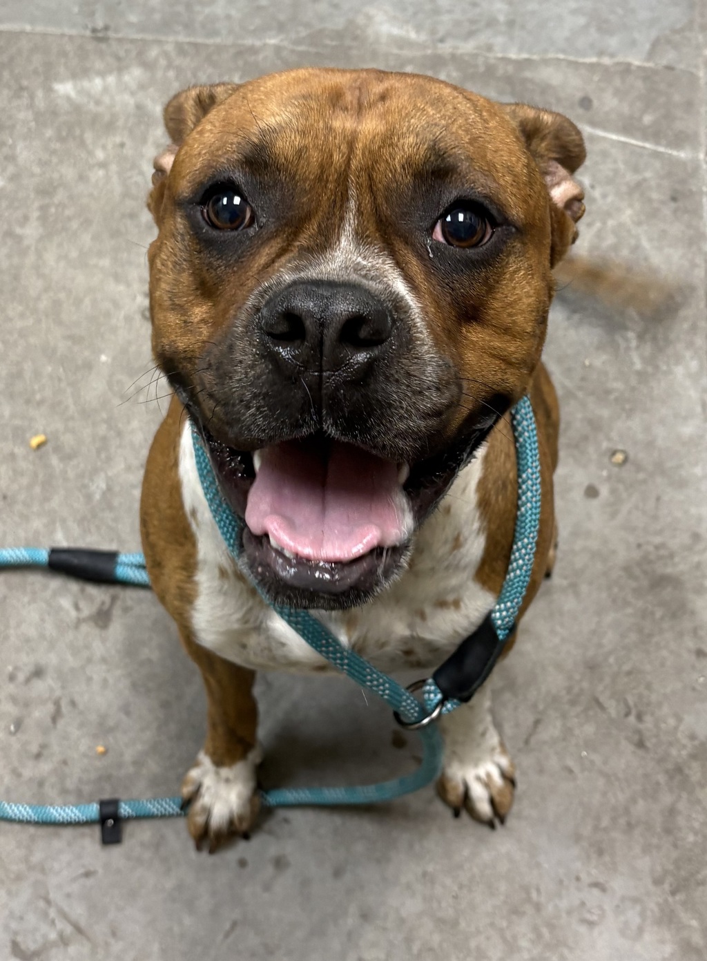 Shelter Stray Male Dog last seen Crestline & 2nd Avenue, SPOKANE, WA, 99202, 6815 E Trent Ave, Spokane, WA 99212, USA