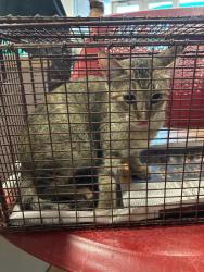 Shelter Stray Unknown Cat last seen Near Owen-Tech Boulevard, AUSTIN, TX, 78728, 7201 Levander Loop bldg a, Austin, TX 78702, USA