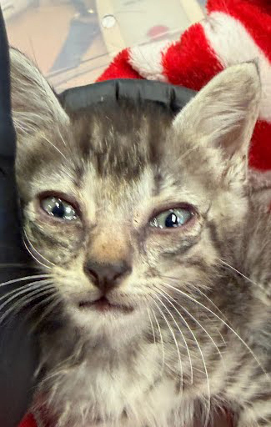 Shelter Stray Unknown Cat last seen 6TH ST AND GUADALUPE, AUSTIN, TX, 78701, 7201 Levander Loop bldg a, Austin, TX 78702, USA