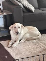 Shelter Stray Male Dog last seen Near Kale Drive, AUSTIN, TX, 78725, 7201 Levander Loop bldg a, Austin, TX 78702, USA