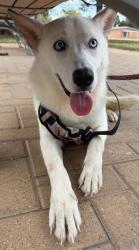 Shelter Stray Unknown Dog last seen Onion Creek Drive, AUSTIN, TX, 78744, 7201 Levander Loop bldg a, Austin, TX 78702, USA