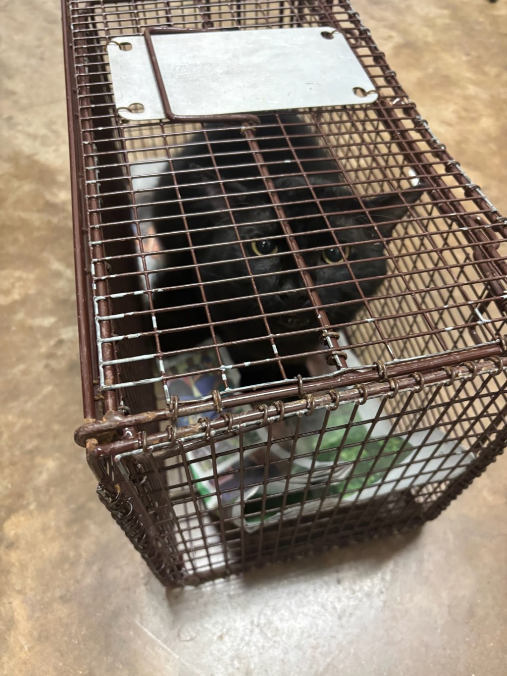 Shelter Stray Unknown Cat last seen Near Newton Street, AUSTIN, TX, 78704, 7201 Levander Loop bldg a, Austin, TX 78702, USA