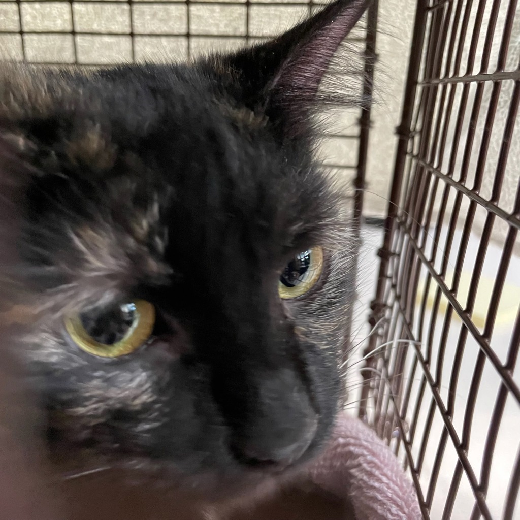 Shelter Stray Female Cat last seen Near E 8th Street, DES MOINES, IA, 50316, Des Moines, IA 50313