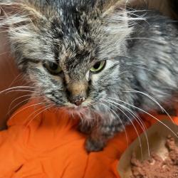 Shelter Stray Female Cat last seen Near Crocker Street, DES MOINES, IA, 50309, Des Moines, IA 50313