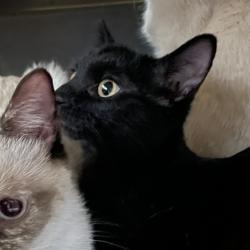 Shelter Stray Female Cat last seen Near E 8th Street, DES MOINES, IA, 50316, Des Moines, IA 50313