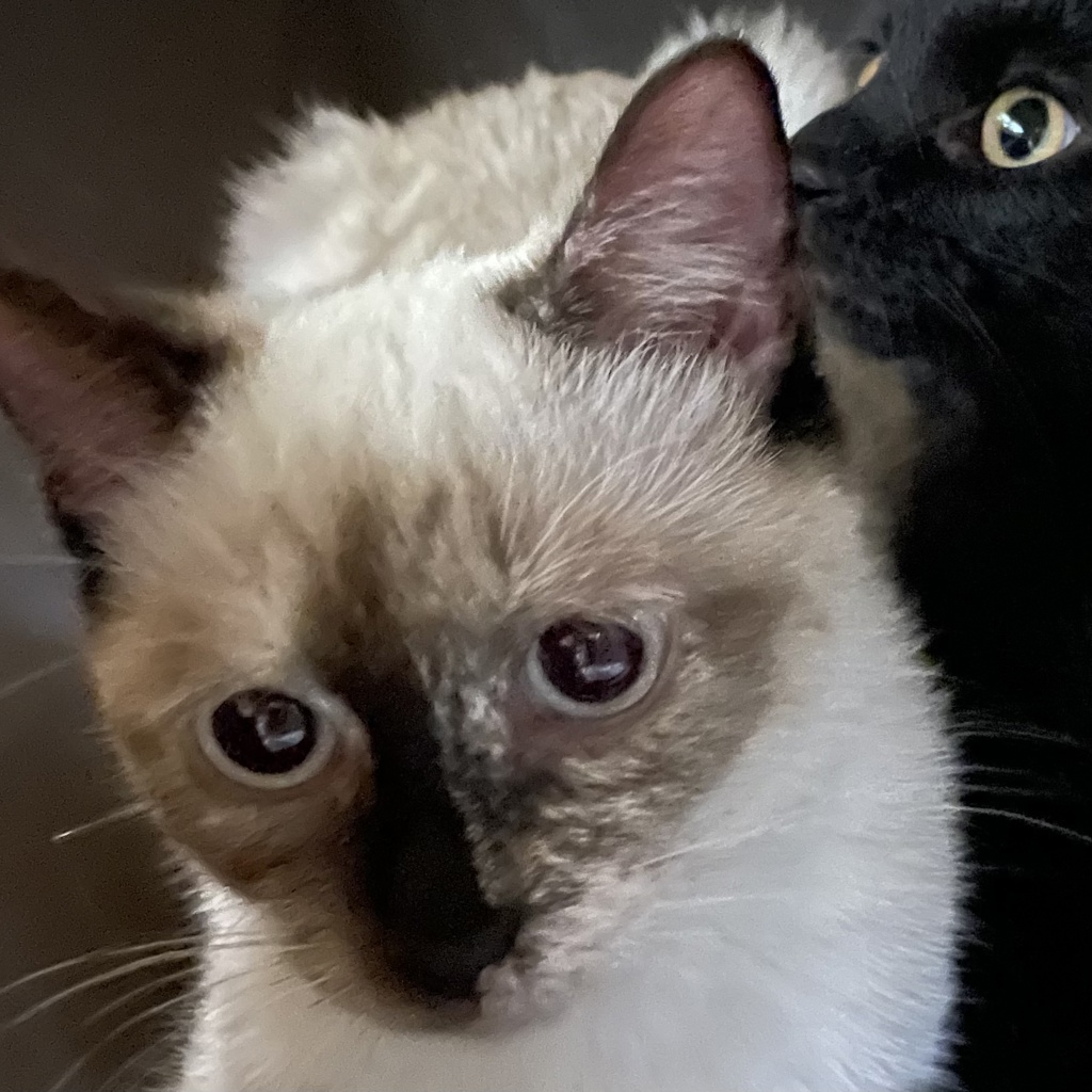 Shelter Stray Female Cat last seen Near E 8th Street, DES MOINES, IA, 50316, Des Moines, IA 50313