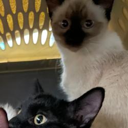 Shelter Stray Female Cat last seen Near E 8th Street, DES MOINES, IA, 50316, Des Moines, IA 50313