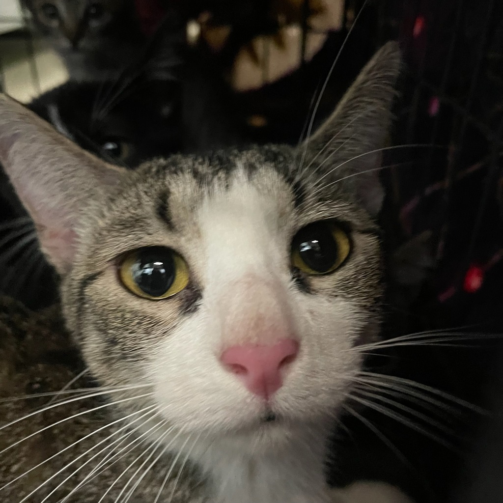 Shelter Stray Female Cat last seen Near E 8th Street, DES MOINES, IA, 50316, Des Moines, IA 50313