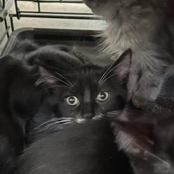 Shelter Stray Male Cat last seen Near E 8th Street, DES MOINES, IA, 50316, Des Moines, IA 50313