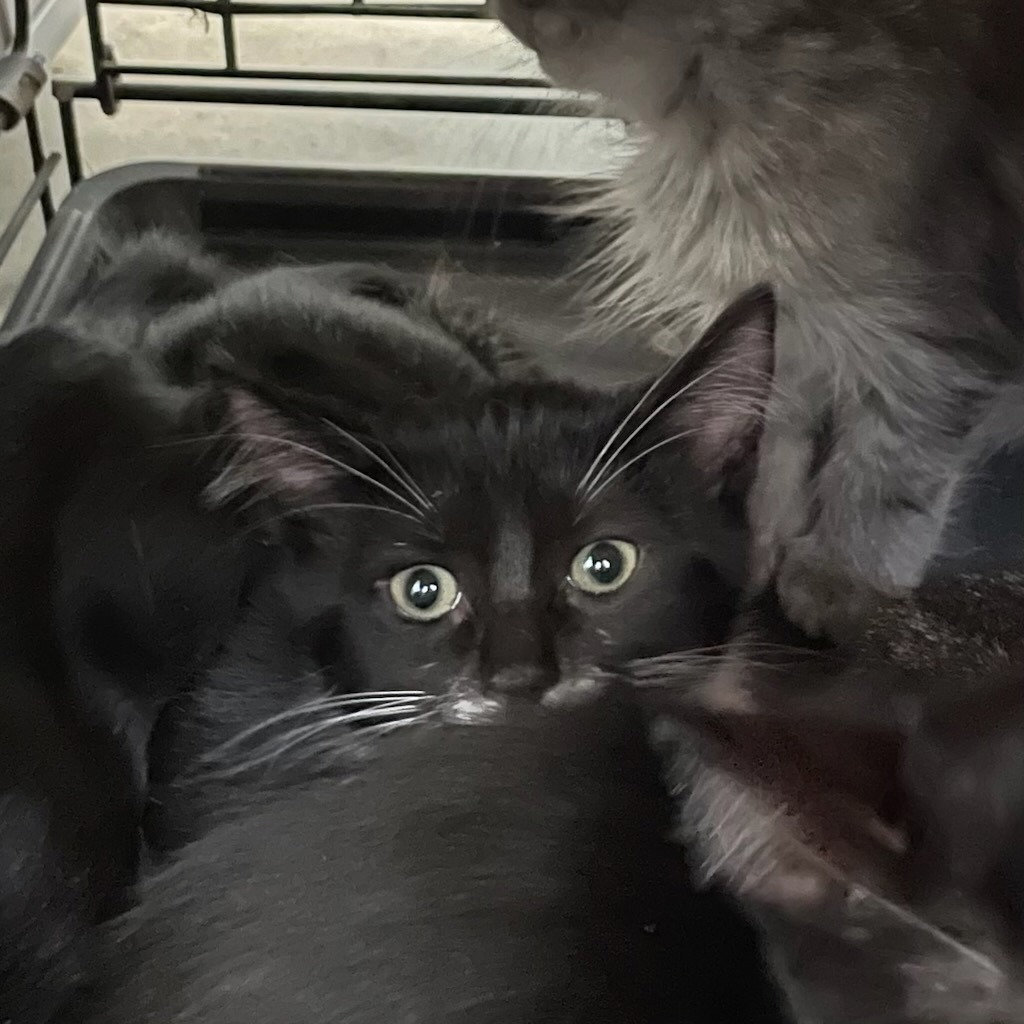 Shelter Stray Male Cat last seen Near E 8th Street, DES MOINES, IA, 50316, Des Moines, IA 50313