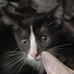 Shelter Stray Female Cat last seen Near E 8th Street, DES MOINES, IA, 50316, Des Moines, IA 50313