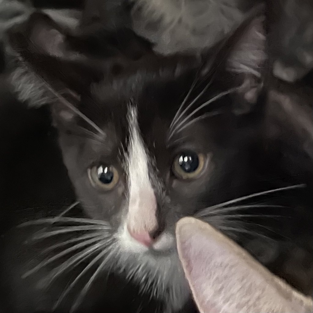 Shelter Stray Female Cat last seen Near E 8th Street, DES MOINES, IA, 50316, Des Moines, IA 50313