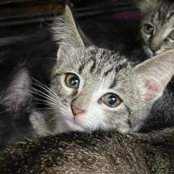 Shelter Stray Female Cat last seen Near E 8th Street, DES MOINES, IA, 50316, Des Moines, IA 50313