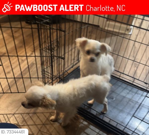Lost Female Dog last seen Loy Ct, Charlotte NC. Paw Creek Village Neighborhood, Charlotte, NC 28214