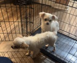 Lost Female Dog last seen Loy Ct, Charlotte NC. Paw Creek Village Neighborhood, Charlotte, NC 28214