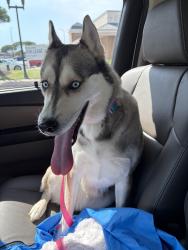 Reunited Female Dog last seen Essex Ave and Hanover Ave, Springfield, VA 22150