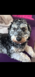 Lost Female Dog last seen Jesup Blair Local Park, Silver Spring, MD 20910