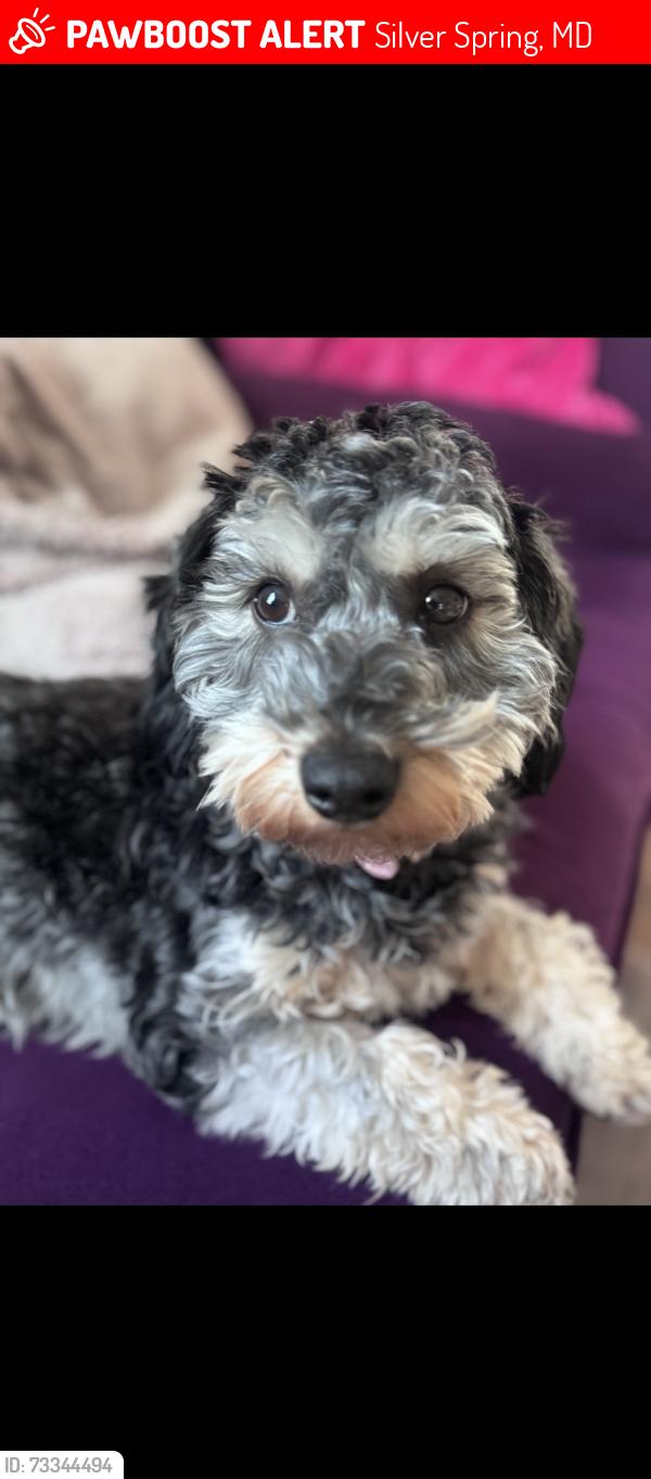 Lost Female Dog last seen Jesup Blair Local Park, Silver Spring, MD 20910